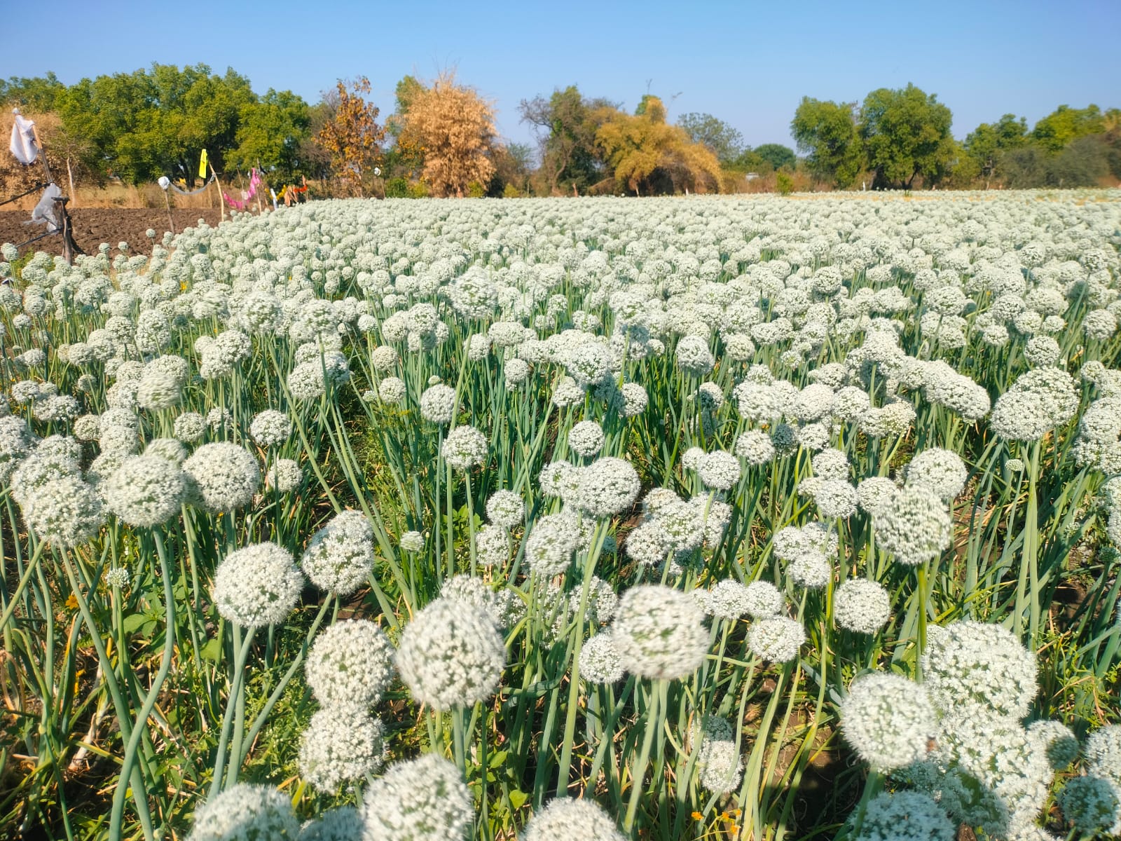 Onion seeds cultivation farming guide